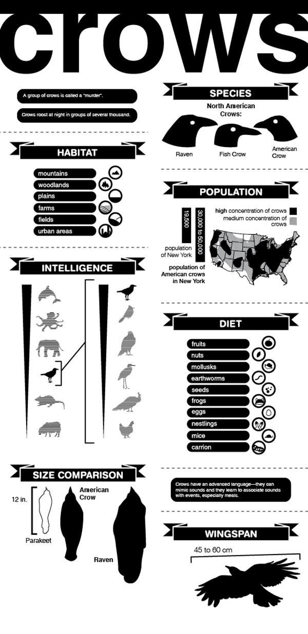 crow infographic