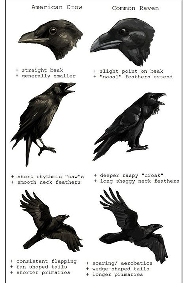 crow and raven differences